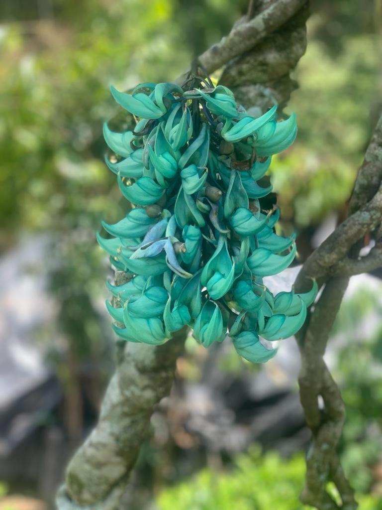 Flor Del Monte Sopetran